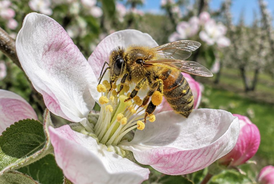 A honeybee on a pink and white apple blossom, with yellow pollen on the flower.
