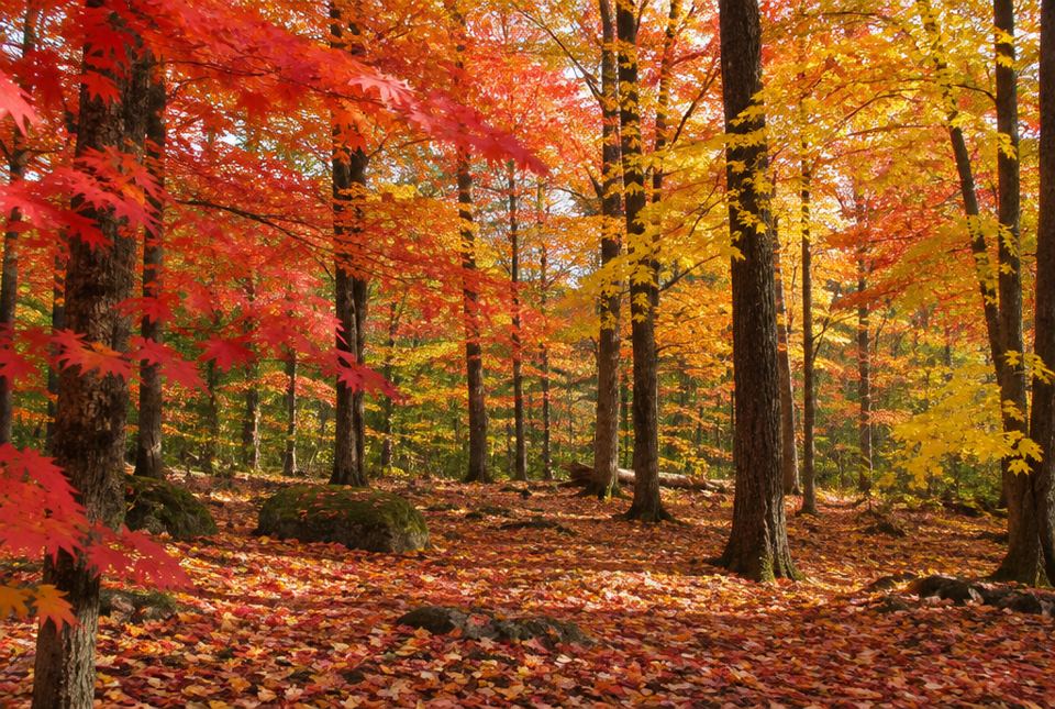 A maple forest in fall with red, orange and yellow leaves on the trees and covering the ground.