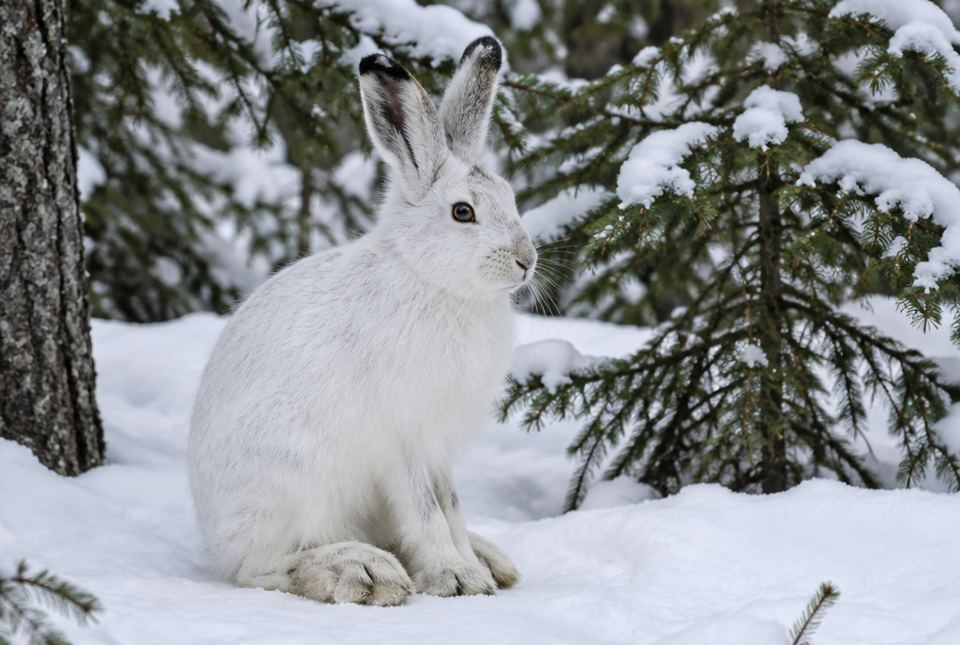 A white snowshoe hare with black ear tips sitting in the snow beside evergreen trees.