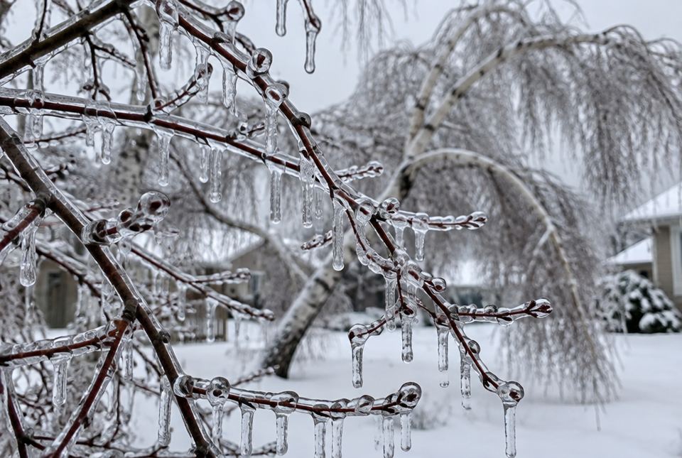 Tree branches coated in clear ice with icicles hanging from them after freezing rain, and a birch tree bent over in a snowy yard.