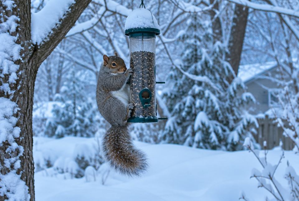 A grey squirrel hanging on a bird feeder full of sunflower seeds in a snowy backyard.