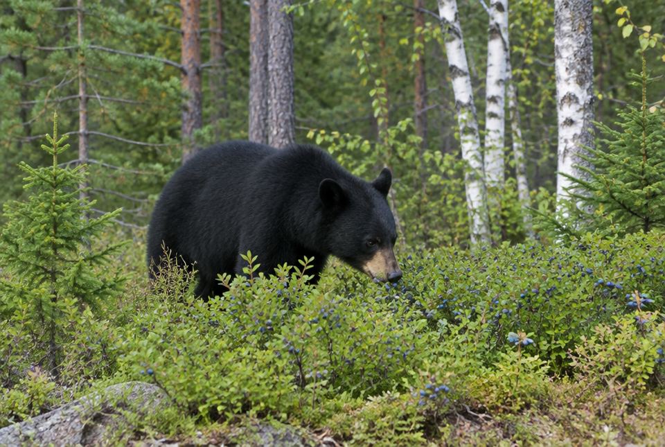 A black bear eating blueberries among low bushes in a northern forest.