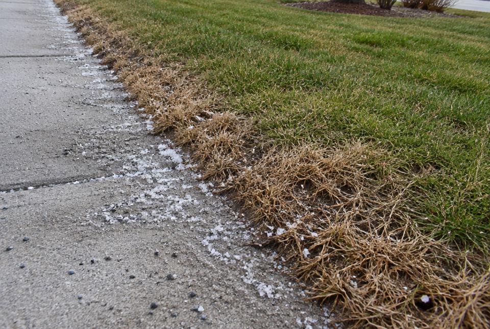 A sidewalk sprinkled with road salt next to a lawn where the strip of grass along the edge has turned brown.