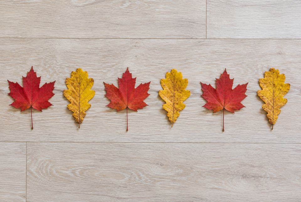 Six autumn leaves in a row on a light wooden floor, alternating red maple leaves and yellow oak leaves.