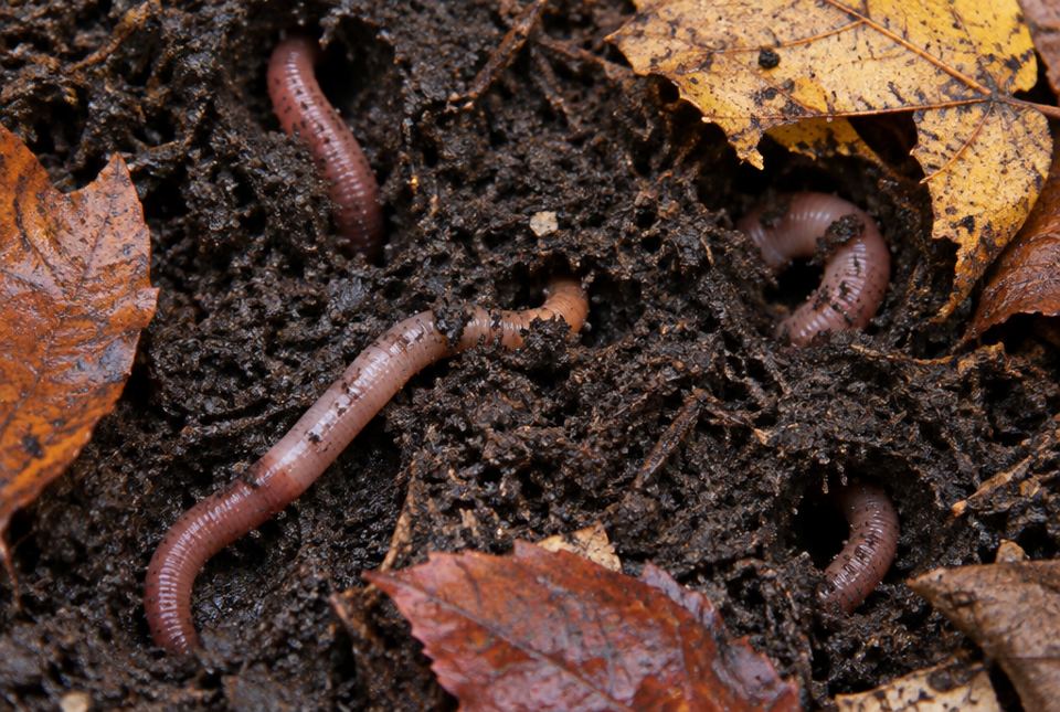 Earthworms in dark soil among fallen autumn leaves.
