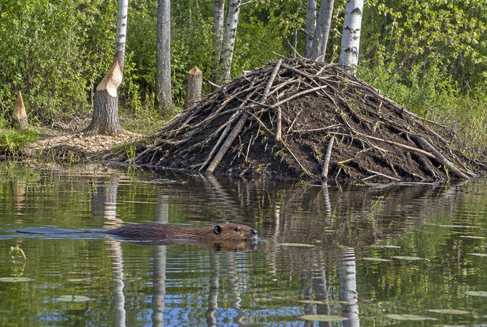 A beaver swims across a calm pond in front of its lodge of sticks and mud, with gnawed tree stumps on the shore.
