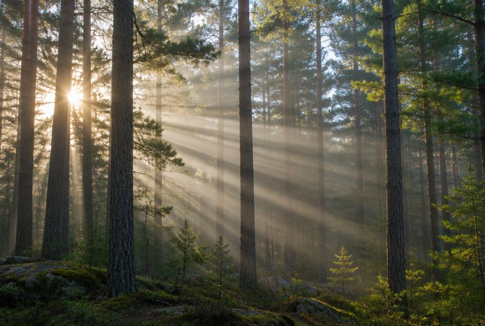 Beams of sunlight shine in straight lines through the misty air between tall pine trees.