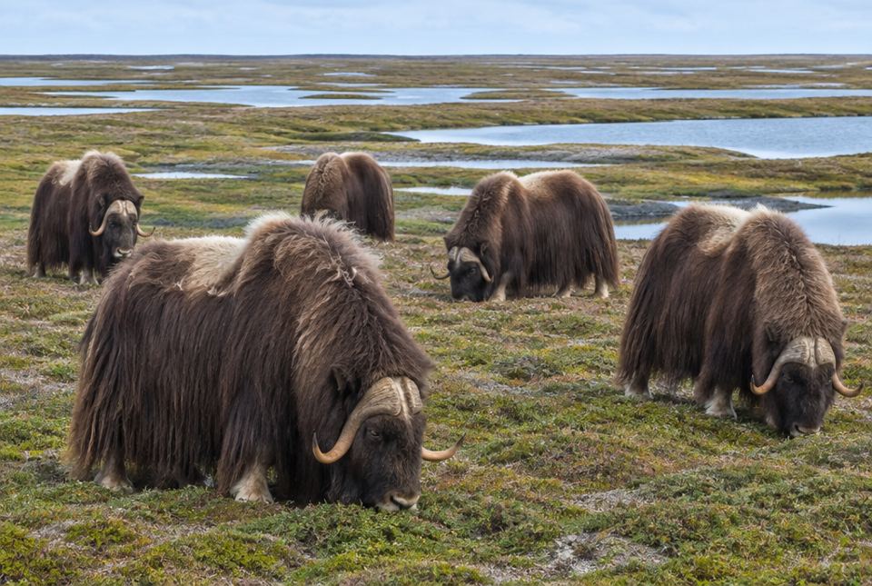 Several muskoxen with long, shaggy brown coats and curved horns grazing on flat tundra dotted with shallow ponds.