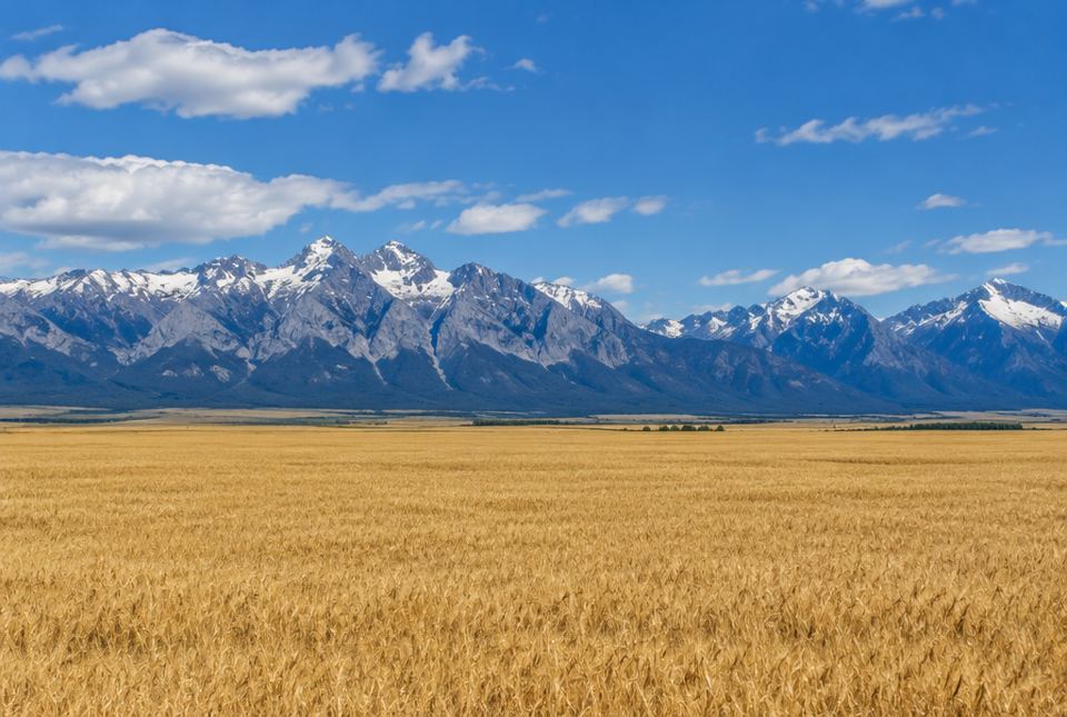 A flat golden wheat field stretching to a line of tall, rocky mountains with snow on their peaks.