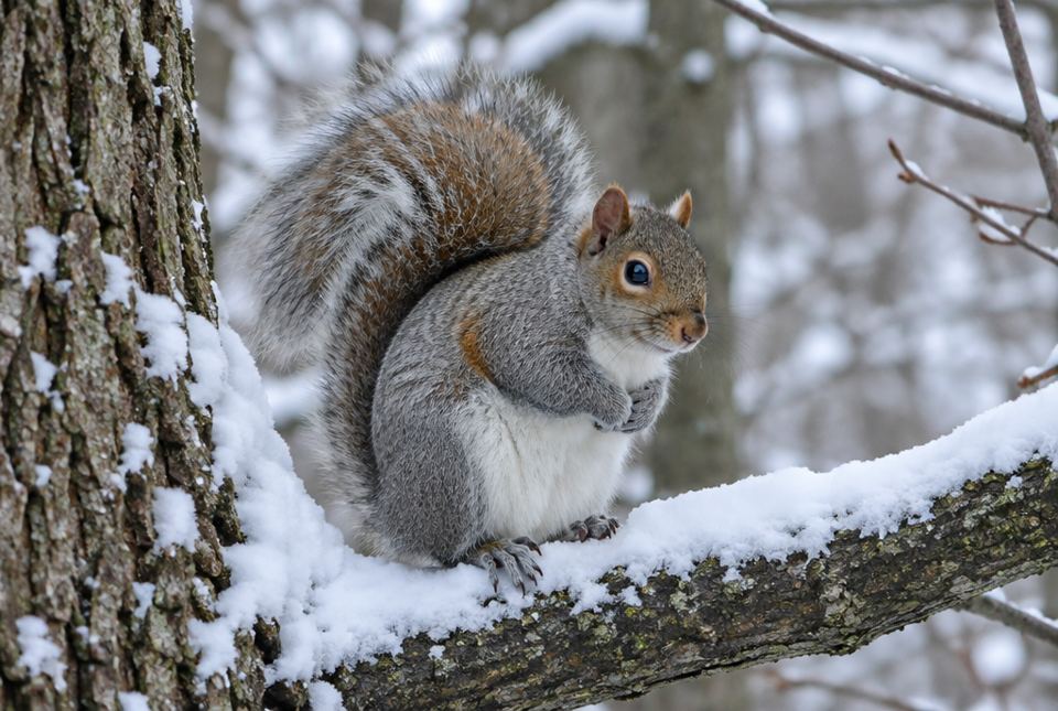 A grey squirrel sitting on a snowy tree branch.