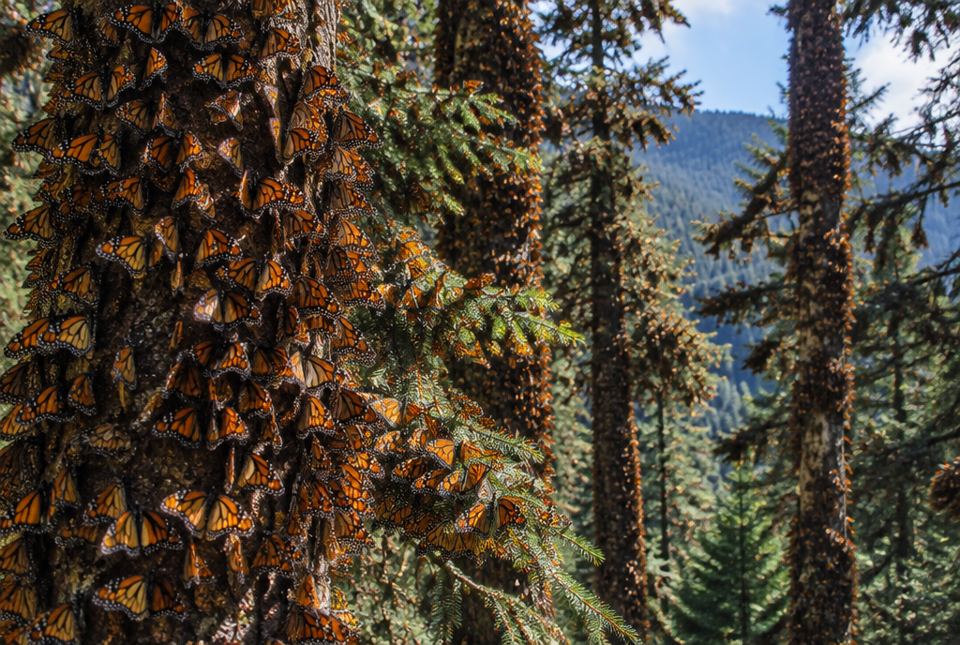 Thousands of orange and black monarch butterflies covering the trunks and branches of fir trees in a mountain forest.