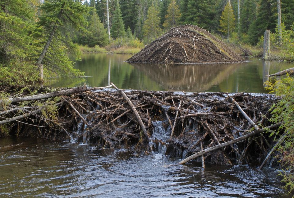 A beaver dam of sticks and mud across a stream, with a dome-shaped beaver lodge in the pond behind it.
