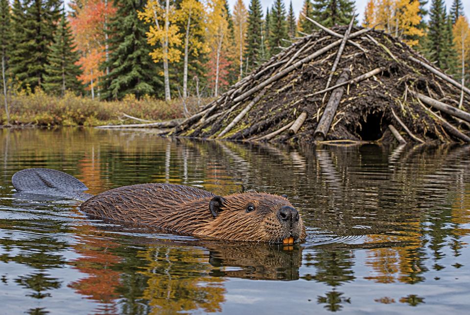 A beaver swims in a pond in front of its large lodge made of sticks and mud.