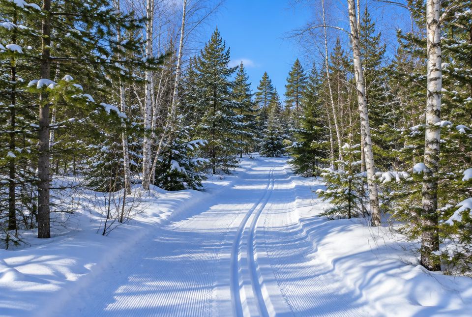A groomed cross-country ski trail with two ski tracks winding through a snowy forest of pine and birch.