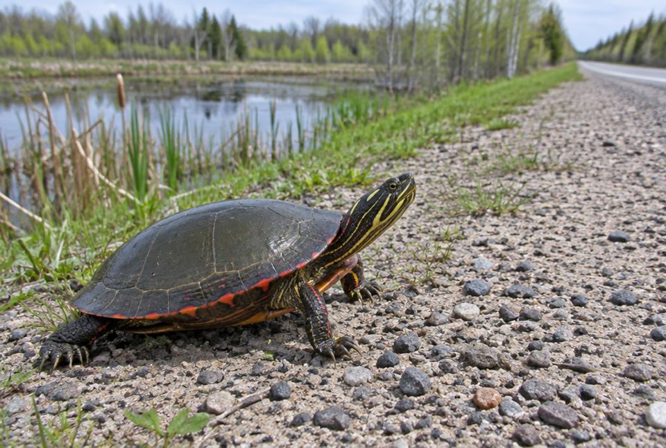 A painted turtle with a dark shell edged in red, walking on the gravel shoulder of a road beside a wetland.