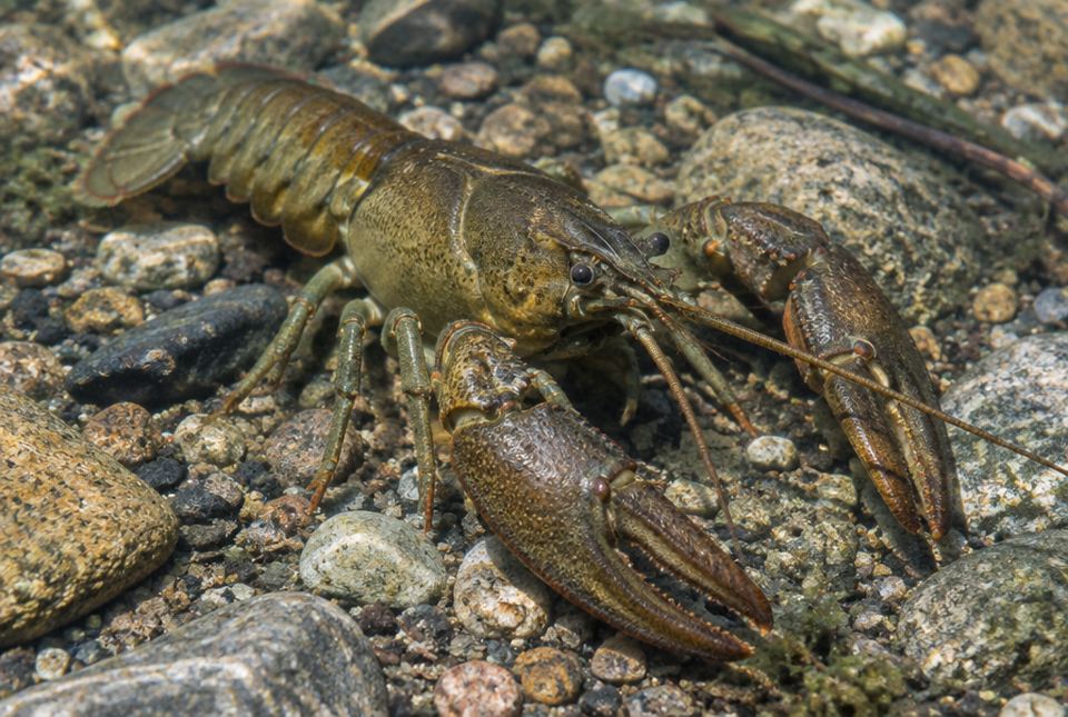 A brownish-olive crayfish with two large claws on the pebbly bottom of a clear stream.