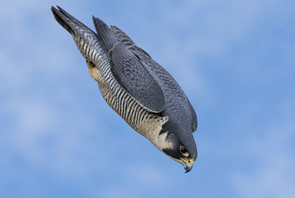 A grey and white peregrine falcon diving head-first with its wings tucked close to its body.