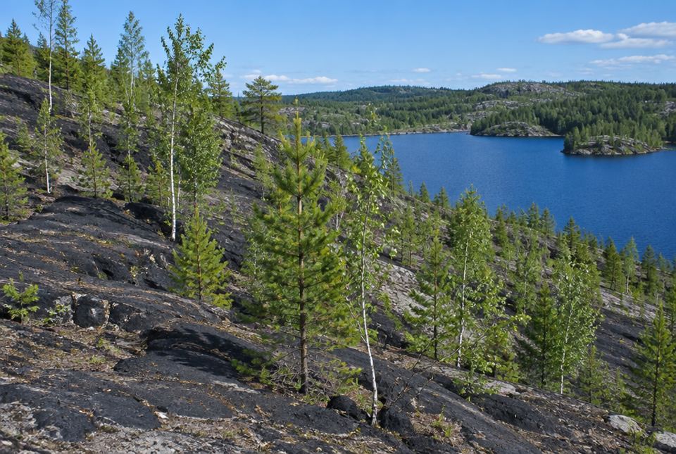 Young pine and birch trees grow among dark, blackened bedrock on a hillside above a blue lake.