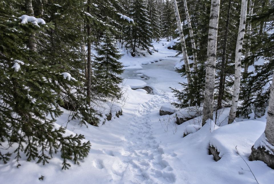 A snowy forest trail with footprints leading toward a frozen creek, between evergreen and white birch trees.