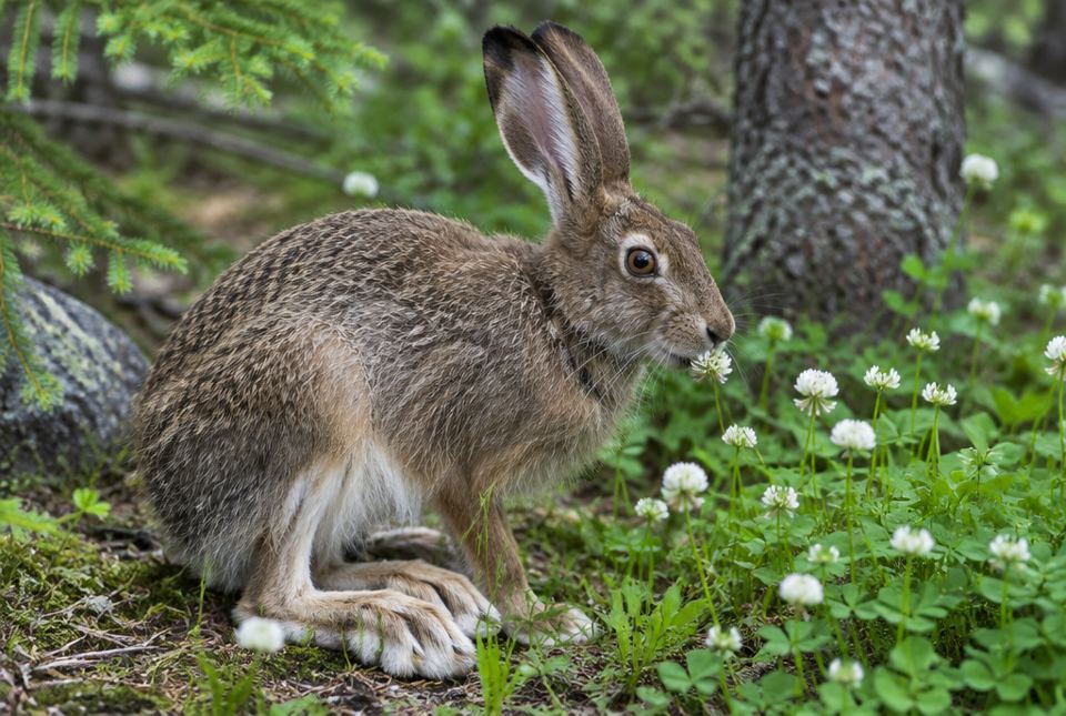 A brown snowshoe hare eating white clover flowers in a forest clearing.