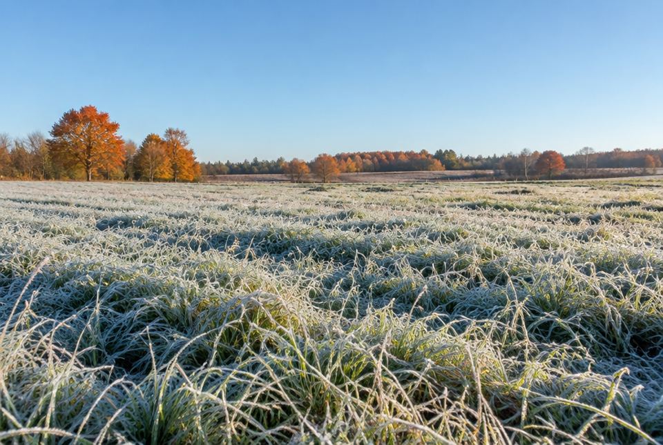 A farm field covered in white frost on a clear autumn morning under a cloudless blue sky.