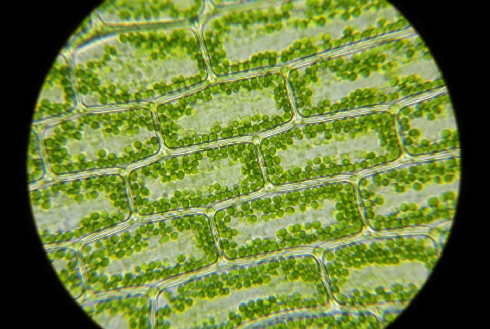 Box-shaped plant cells of a pondweed leaf, each filled with many small green chloroplasts, seen through a light microscope.