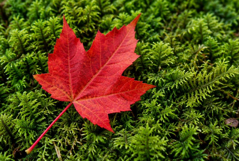 A bright red maple leaf lying on a bed of green moss.